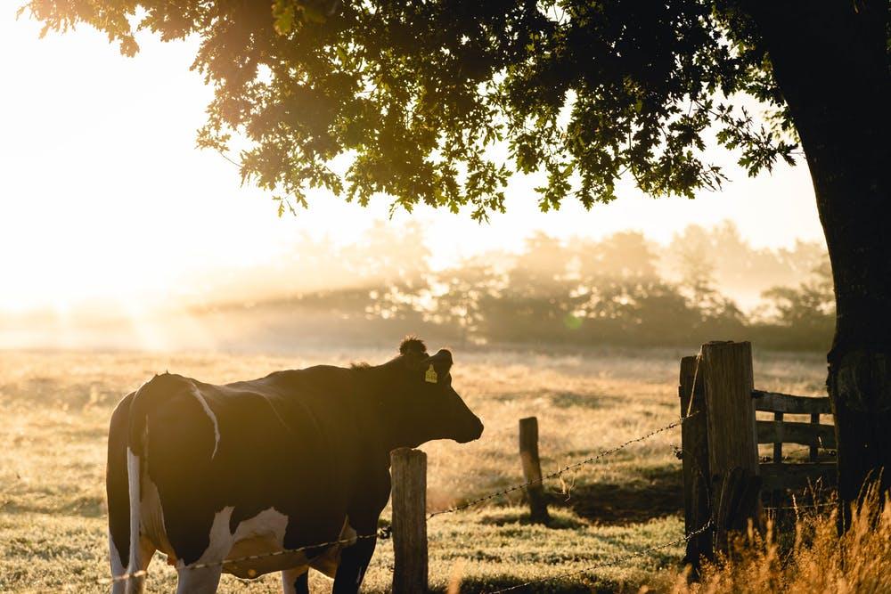 Kuh auf Weide Sonnenaufgang